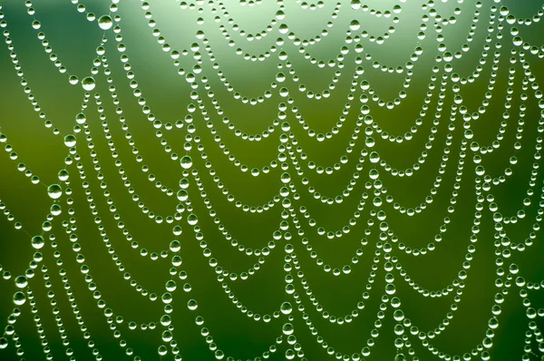 Toile d'araignée avec de nombreuses petites gouttes d'eau — Photo