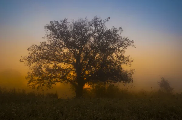 Árbol brumoso en una madrugada de otoño — Foto de Stock