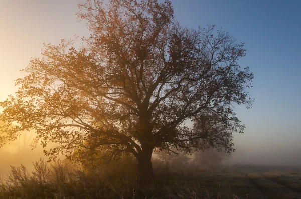 Помилкове дерево на ранньому осінньому ранку — стокове фото