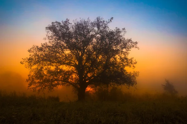 Albero nebbioso in una mattina di inizio autunno — Foto Stock