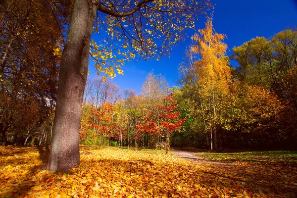 Bellezza autunnale — Foto Stock