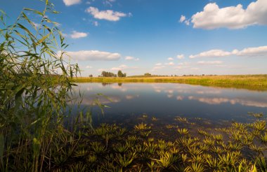 Yeşil yaz manzarası.
