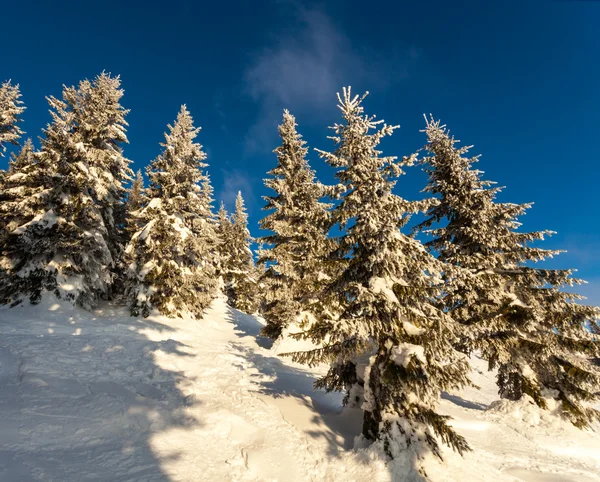 Bomen bedekt met ijzel en sneeuw in de bergen — Stockfoto