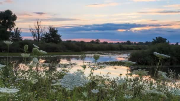 Sommerlandschaft — Stockvideo