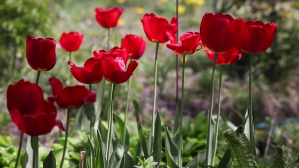 Belles tulipes 
