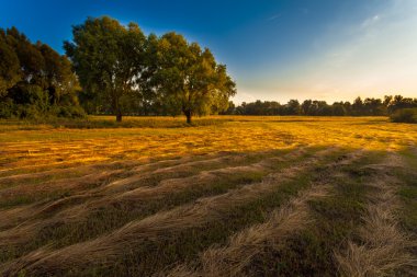 kırsal sabah erken gündoğumu