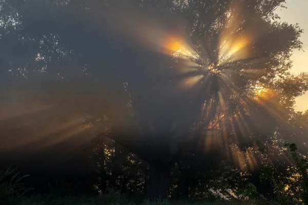 Sluneční paprsky důkladné stromy a zelení — Stock fotografie