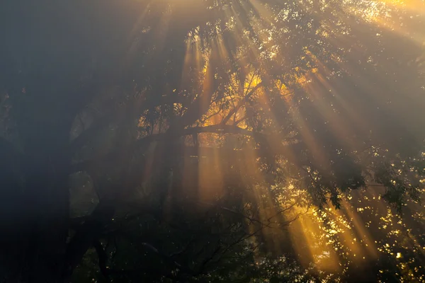 Sun beams thorough trees and greens — Stock Photo, Image