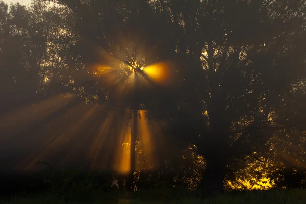 철저 한 나무와 녹색 태양 광선 — 스톡 사진