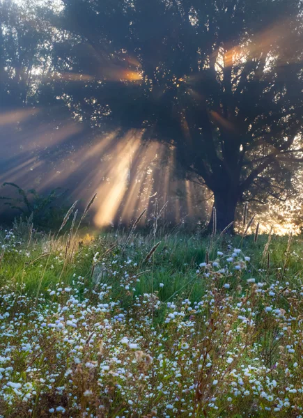Słońce belki dokładne drzew i zieleni — Zdjęcie stockowe