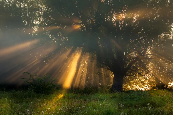 Sluneční paprsky důkladné stromy a zelení — Stock fotografie