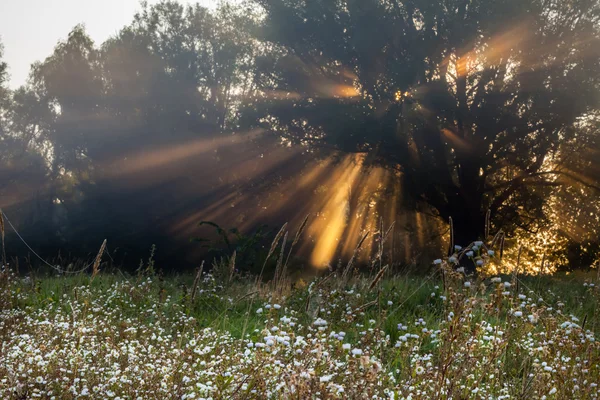 Solen strålar grundlig träd och gröna — Stockfoto