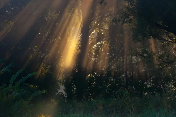 Sun beams thorough trees and greens — Stock Photo, Image