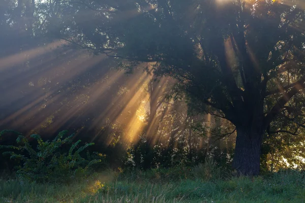 Sun beams thorough trees and greens — Stock Photo, Image