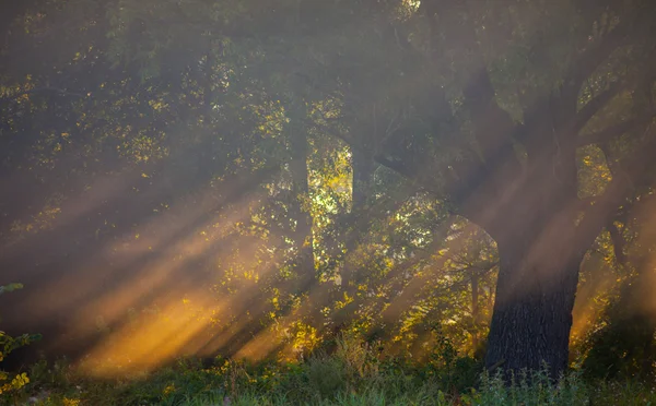 Сонячні промені ретельні дерева і зелень — стокове фото