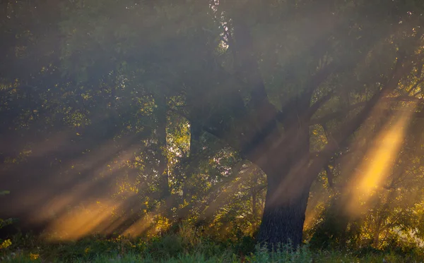 Sluneční paprsky důkladné stromy a zelení — Stock fotografie