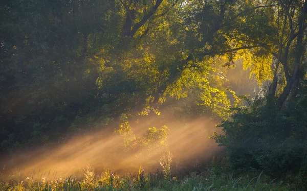Solen strålar grundlig träd och gröna — Stockfoto