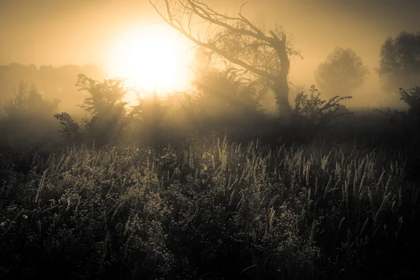 Morgonsolen med fog — Stockfoto