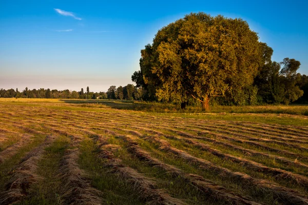 Salida del sol rural temprano en la mañana — Foto de Stock