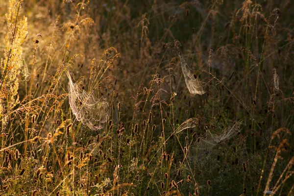 Spider web in a meadow on a foggy morning — Stock Photo, Image