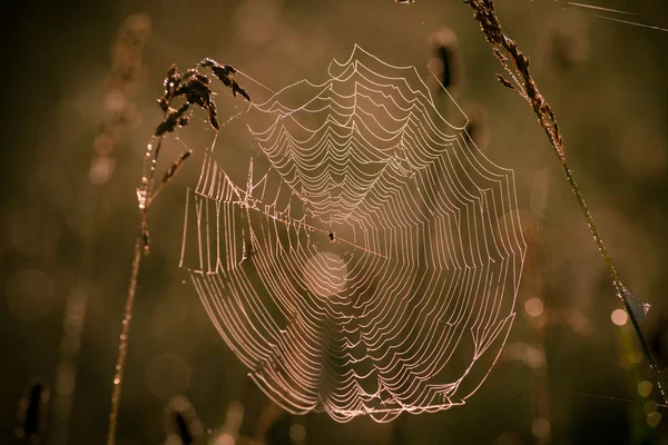 Spider web in a meadow on a foggy morning — Stock Photo, Image