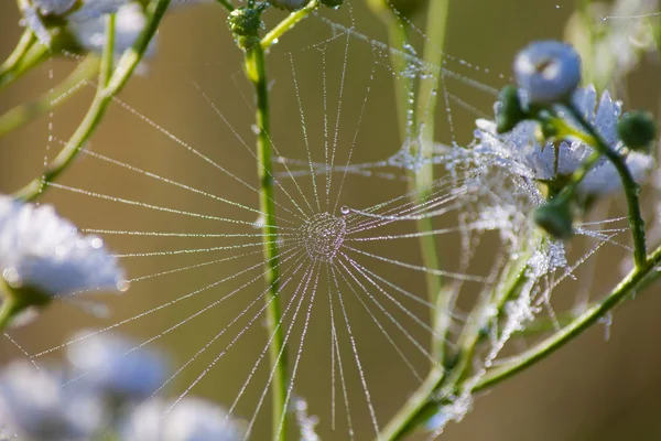 Flower — Stock Photo, Image