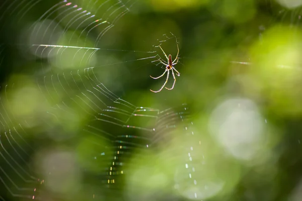 Spider web in a meadow on a foggy morning — Stock Photo, Image
