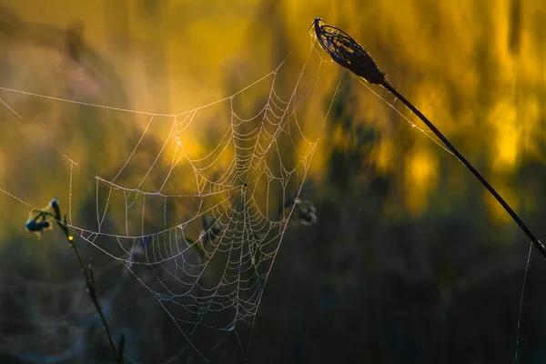 Spider web in a meadow on a foggy morning — Stock Photo, Image