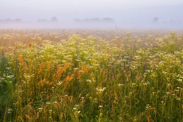 Salida del sol rural temprano en la mañana — Foto de Stock