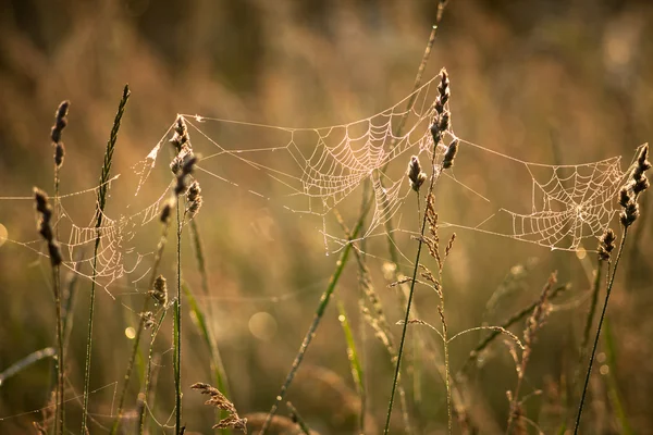 Pânză de păianjen într-o pajiște pe o dimineață cețoasă — Fotografie, imagine de stoc