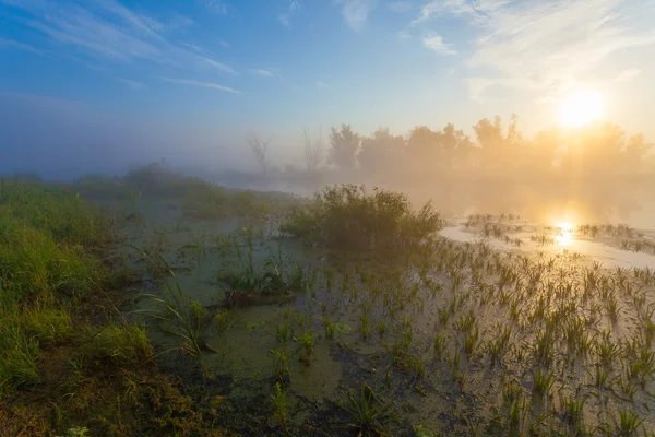 Soleil du matin avec brouillard — Photo