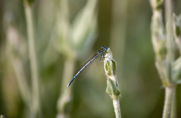 Dragonfly outdoor (coleopteres splendens) — Stock Photo, Image