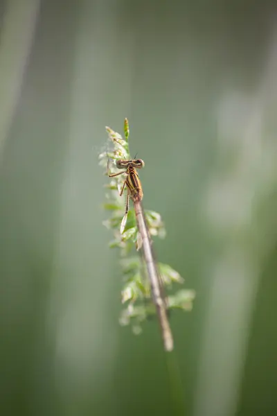 蜻蜓户外 (coleopteres 芨芨草) — 图库照片