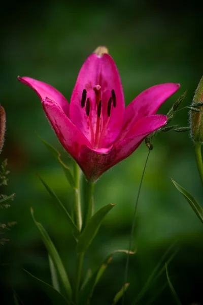 Blume — Stockfoto