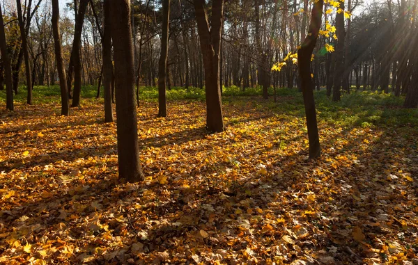 秋季 trees.fall — 图库照片