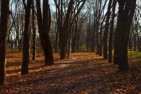 Autumn Trees.Fall — Stock Photo, Image