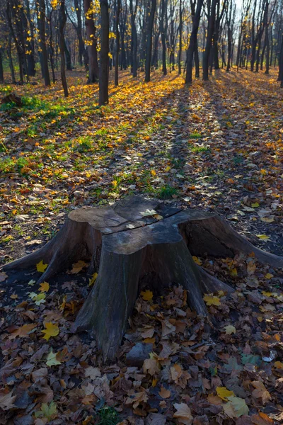 Autumn Trees.Fall — Stock Photo, Image