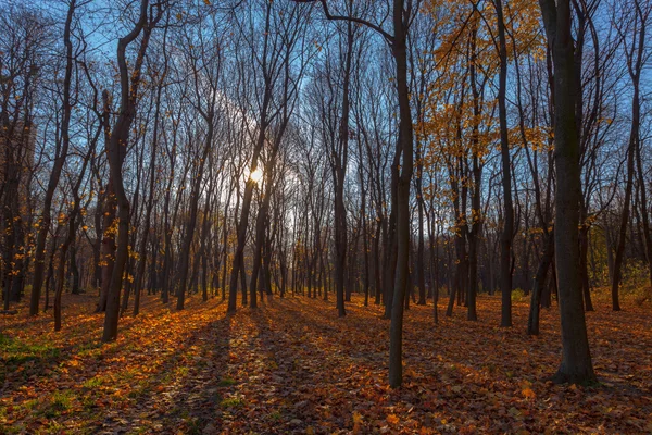 Jesień trees.fall — Zdjęcie stockowe