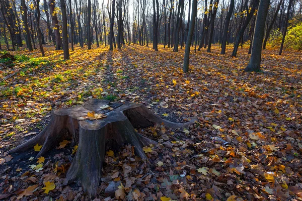 Alberi autunnali.Autunno — Foto Stock