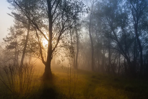 Foggy landscape with a tree silhouette on a fog at sunrise. — Stock Photo, Image