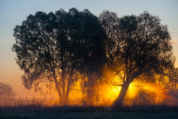 Mistige landschap met een boom silhouet op een mist bij zonsopgang. — Stockfoto