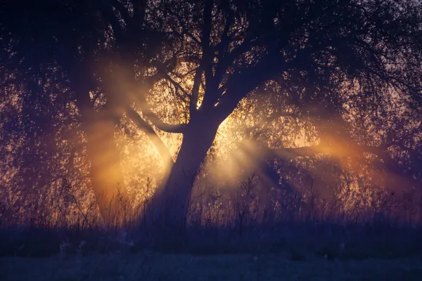 Paysage broussailleux avec une silhouette d'arbre sur un brouillard au lever du soleil . — Photo