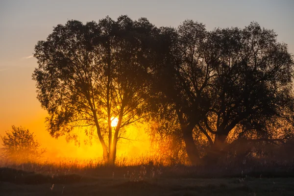 与树的剪影在日出时的雾雾景观. — 图库照片