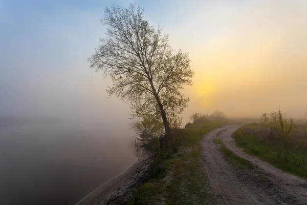 Туманний пейзаж з силуетом дерева на тумані на сході сонця . — стокове фото