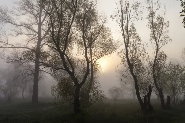 Mglisty krajobraz z drzewa sylwetka na mgle na wschód. — Zdjęcie stockowe