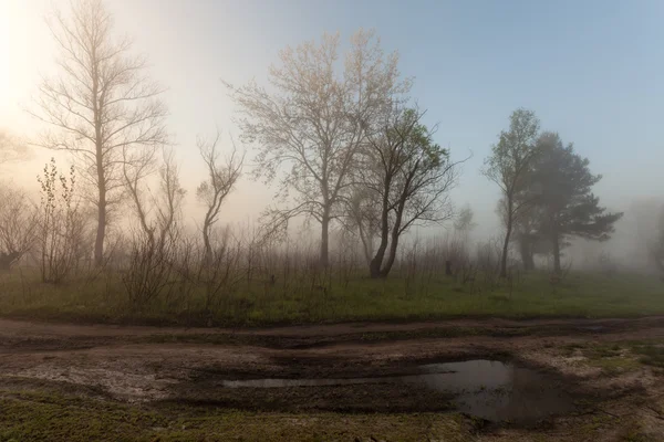 Paisaje brumoso con una silueta de árbol en una niebla al amanecer . — Foto de Stock
