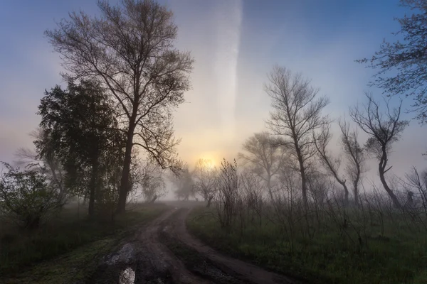霧の日の出の木のシルエットと霧の風景. — ストック写真