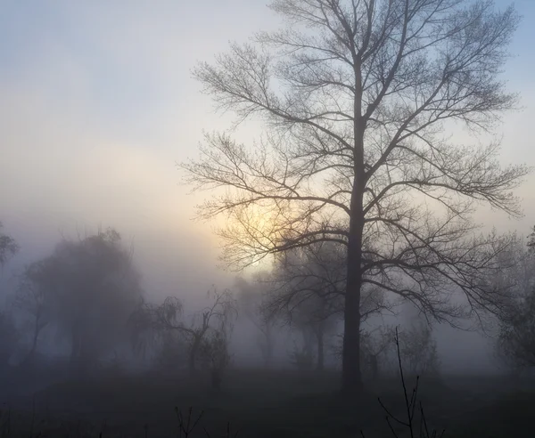 Paisaje brumoso con una silueta de árbol en una niebla al amanecer . — Foto de Stock