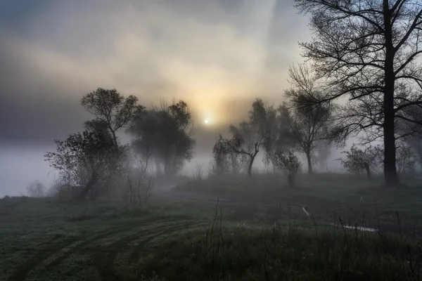 Paisagem nebulosa com uma silhueta de árvore em uma névoa no amanhecer . — Fotografia de Stock