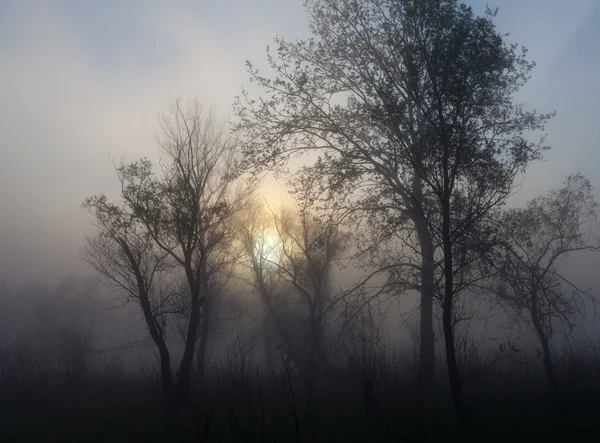 Paisaje brumoso con una silueta de árbol en una niebla al amanecer . —  Fotos de Stock